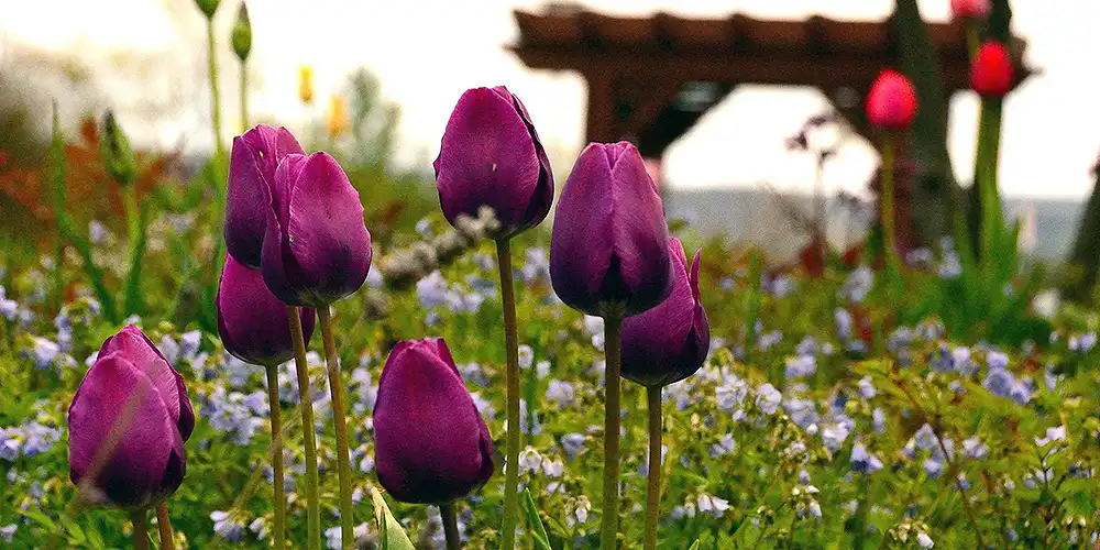 Healing Garden at Baraboo